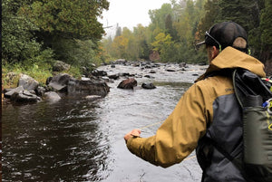 There’s a pink salmon run in Minnesota? You betcha