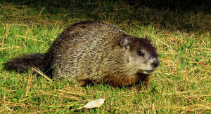 ADHD And The Groundhog Day Cycle