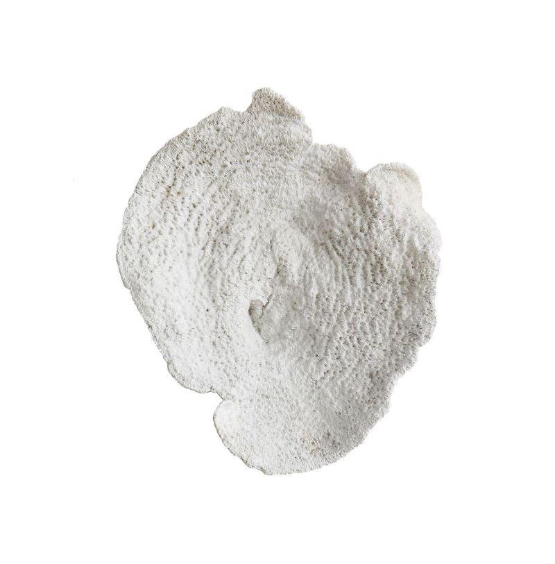 Fleur de Sel White Coral Wall Decor 13-in X 11-1/4-in